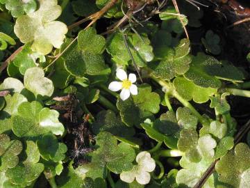 Fotografia da espécie Ranunculus omiophyllus