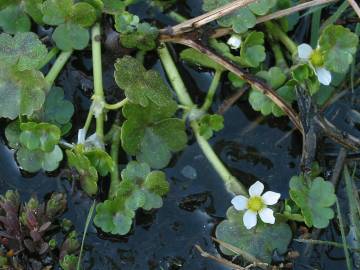 Fotografia da espécie Ranunculus omiophyllus