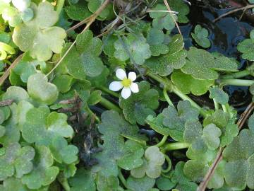 Fotografia da espécie Ranunculus omiophyllus