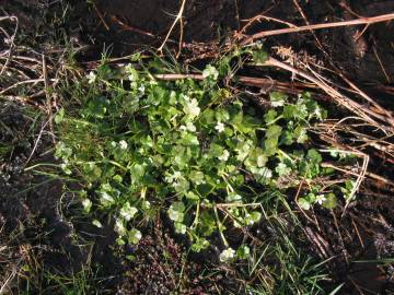 Fotografia da espécie Ranunculus omiophyllus