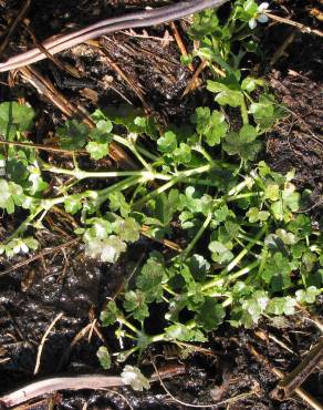 Fotografia 6 da espécie Ranunculus omiophyllus no Jardim Botânico UTAD