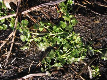 Fotografia da espécie Ranunculus omiophyllus