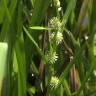 Fotografia 3 da espécie Sparganium erectum subesp. neglectum do Jardim Botânico UTAD