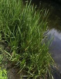 Fotografia da espécie Sparganium erectum subesp. neglectum