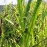 Fotografia 6 da espécie Sparganium erectum subesp. neglectum do Jardim Botânico UTAD