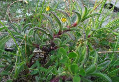 Fotografia da espécie Silene niceensis