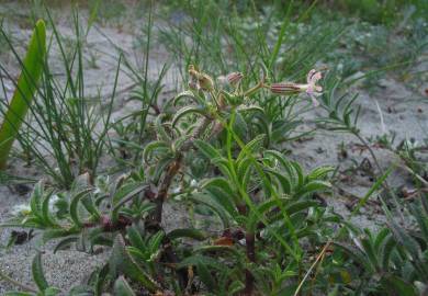 Fotografia da espécie Silene niceensis