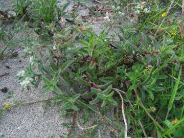 Fotografia da espécie Silene niceensis