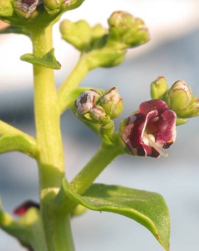 Fotografia de capa Scrophularia frutescens - do Jardim Botânico