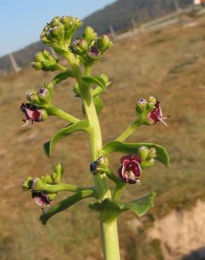 Fotografia 5 da espécie Scrophularia frutescens no Jardim Botânico UTAD