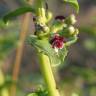 Fotografia 7 da espécie Scrophularia frutescens do Jardim Botânico UTAD
