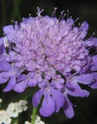 Scabiosa columbaria subesp. columbaria