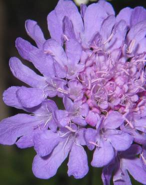 Fotografia 3 da espécie Scabiosa columbaria subesp. columbaria no Jardim Botânico UTAD