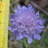 Fotografia 5 da espécie Scabiosa columbaria subesp. columbaria do Jardim Botânico UTAD