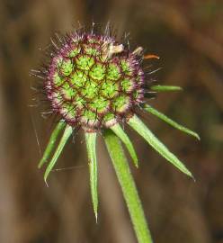 Fotografia da espécie Scabiosa columbaria subesp. columbaria