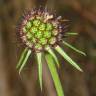 Fotografia 9 da espécie Scabiosa columbaria subesp. columbaria do Jardim Botânico UTAD