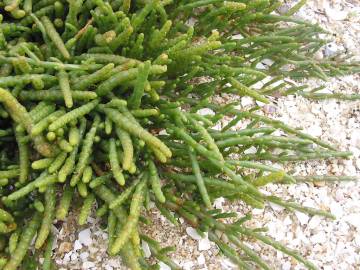 Fotografia da espécie Sarcocornia perennis subesp. perennis