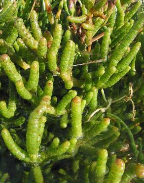 Fotografia 9 da espécie Sarcocornia perennis subesp. perennis no Jardim Botânico UTAD