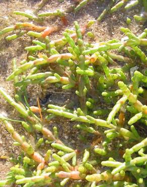 Fotografia 10 da espécie Sarcocornia perennis subesp. perennis no Jardim Botânico UTAD