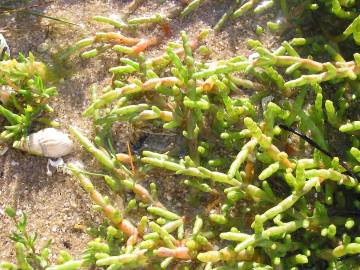 Fotografia da espécie Sarcocornia perennis subesp. perennis