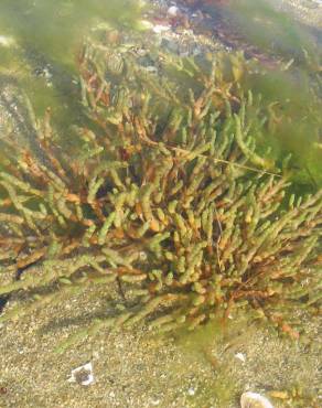 Fotografia 11 da espécie Sarcocornia perennis subesp. perennis no Jardim Botânico UTAD