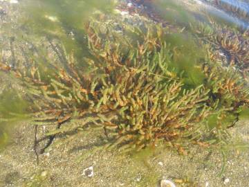 Fotografia da espécie Sarcocornia perennis subesp. perennis