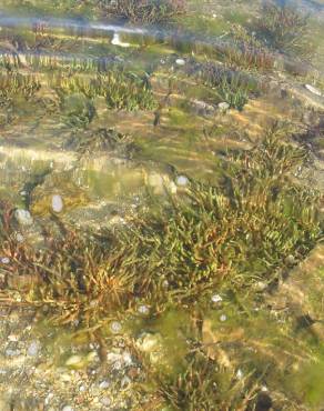 Fotografia 12 da espécie Sarcocornia perennis subesp. perennis no Jardim Botânico UTAD