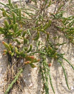 Fotografia 16 da espécie Sarcocornia perennis subesp. perennis no Jardim Botânico UTAD