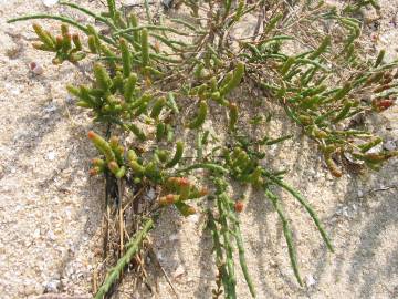 Fotografia da espécie Sarcocornia perennis subesp. perennis