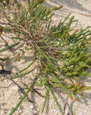 Fotografia 17 da espécie Sarcocornia perennis subesp. perennis no Jardim Botânico UTAD