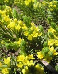 Thymelaea coridifolia subesp. dendrobryum