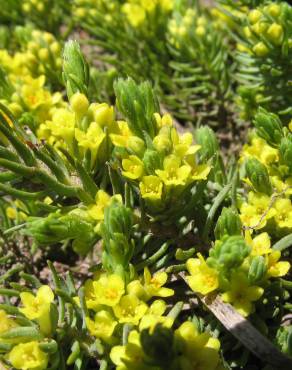 Fotografia 1 da espécie Thymelaea coridifolia subesp. dendrobryum no Jardim Botânico UTAD