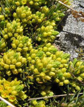 Fotografia 3 da espécie Thymelaea coridifolia subesp. dendrobryum no Jardim Botânico UTAD