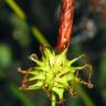 Fotografia 2 da espécie Carex durieui do Jardim Botânico UTAD