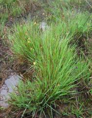Carex durieui