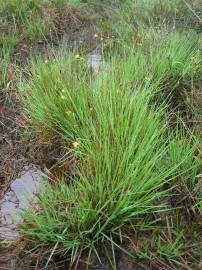 Fotografia da espécie Carex durieui