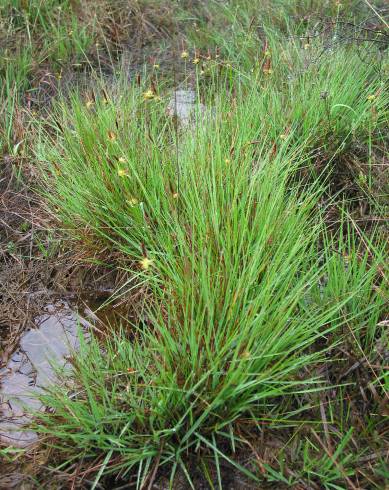 Fotografia de capa Carex durieui - do Jardim Botânico