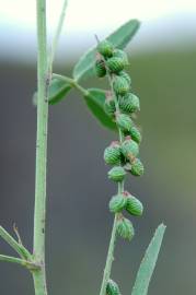 Fotografia da espécie Melilotus sulcatus