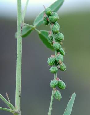 Fotografia 3 da espécie Melilotus sulcatus no Jardim Botânico UTAD