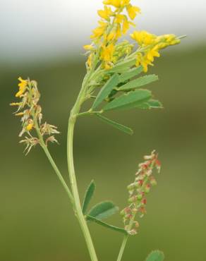 Fotografia 9 da espécie Melilotus sulcatus no Jardim Botânico UTAD