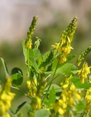Melilotus segetalis