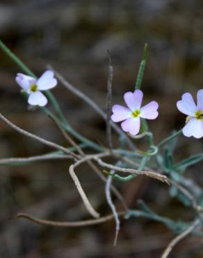 Fotografia 11 da espécie Malcolmia littorea no Jardim Botânico UTAD