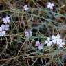 Fotografia 13 da espécie Malcolmia littorea do Jardim Botânico UTAD