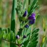 Fotografia 7 da espécie Vicia sativa subesp. sativa do Jardim Botânico UTAD