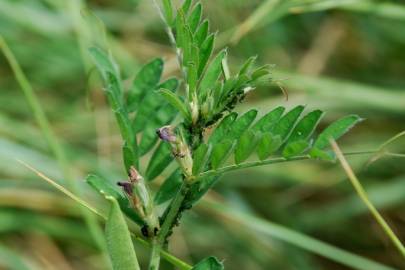 Fotografia da espécie Vicia sativa subesp. sativa