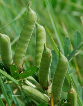 Fotografia 10 da espécie Vicia sativa subesp. sativa no Jardim Botânico UTAD