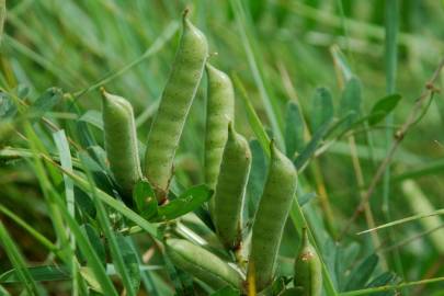 Fotografia da espécie Vicia sativa subesp. sativa