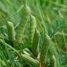 Fotografia 10 da espécie Vicia sativa subesp. sativa do Jardim Botânico UTAD