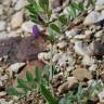 Fotografia 12 da espécie Vicia sativa subesp. sativa do Jardim Botânico UTAD