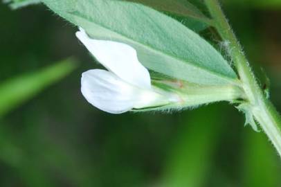 Fotografia da espécie Vicia sativa subesp. sativa